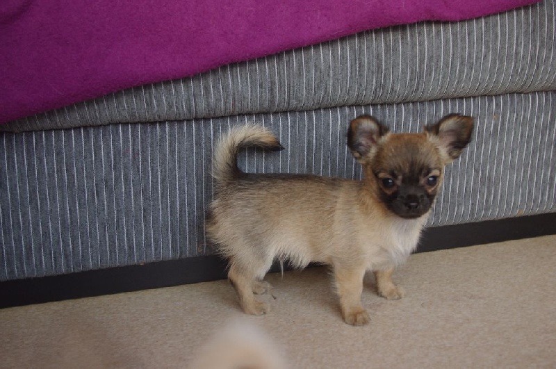 Des Prettyheart - Chiots disponibles - Chihuahua